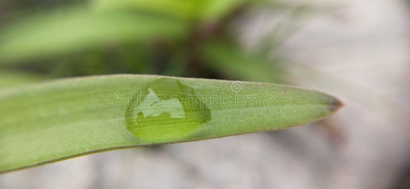 Zielony liść z kroplą wiszącą krawędź. krople wodne na zielonym kwiacie liści. wielkie naturalne zielone tło. wiosna toczenia ziel fotografia royalty free