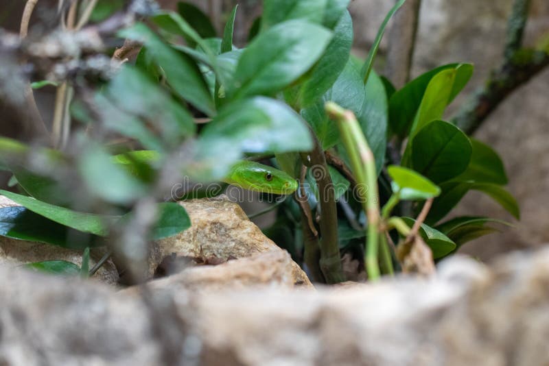 Zielony Mamba Dendroaspis viridis, jadowity wąż w środowisku naturalnym 1