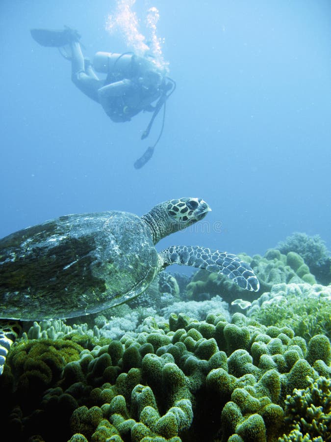 Underwater photo of a scuba diver swimming with an endangered green sea turtle while exploring a pristine tropical coral reef on a paradise vacation adventure. Underwater photo of a scuba diver swimming with an endangered green sea turtle while exploring a pristine tropical coral reef on a paradise vacation adventure