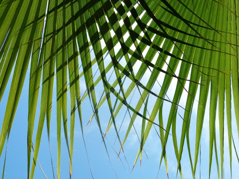 Zielony palmowy liść