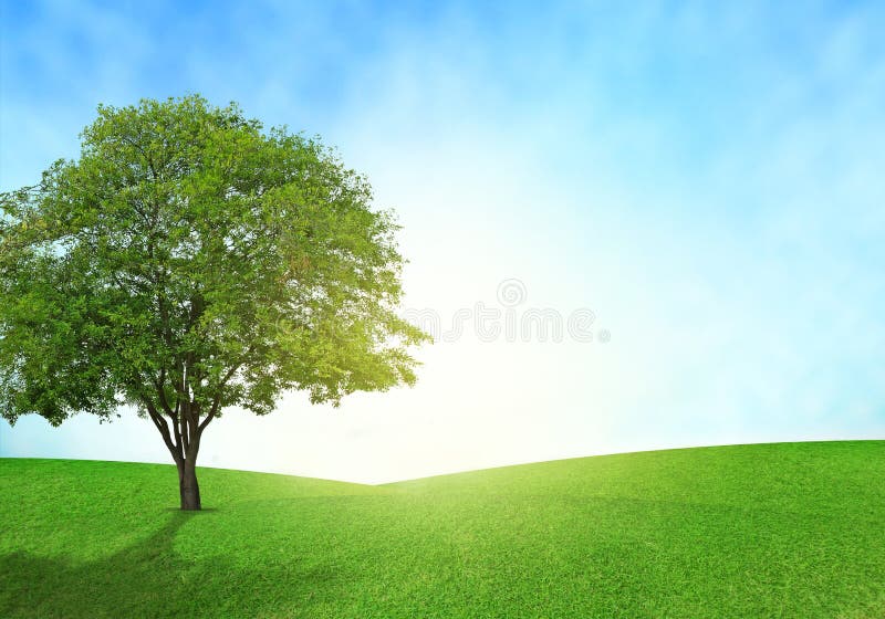 Green field, blue sky and tree lighting flare on grass. Green field, blue sky and tree lighting flare on grass