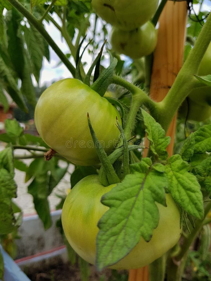 Zielony tomatoe zdjęcie stock Zielony tomatoe zdjęcie stock