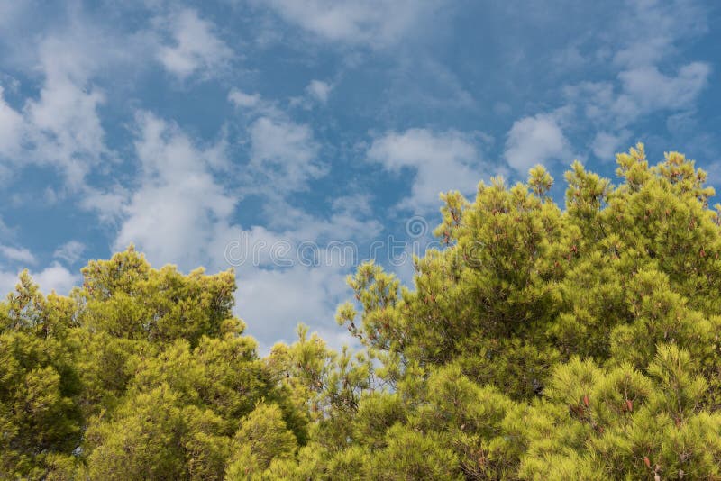 Zielony treetop z niebieskiego nieba i bielu chmurami Sosny przeciw niebieskiemu niebu jako tło Las podczas lata zdjęcie royalty free Zielony treetop z niebieskiego nieba i bielu chmurami Sosny przeciw niebieskiemu niebu jako tło Las podczas lata zdjęcie royalty free