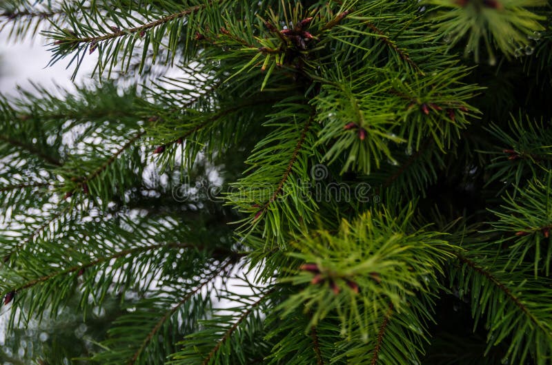 Zielonych igieł jedlinowi drzewa w jardzie zdjęcie stock Zielonych igieł jedlinowi drzewa w jardzie zdjęcie stock