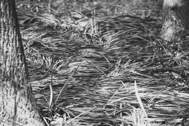 Zigzag of flattened long grass with tree trunks on forest floor in sun and shade, black and white royalty free stock photos