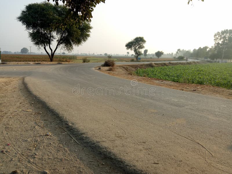 A ZigZag Road Alongside The Agricultural Crops royalty free stock photo
