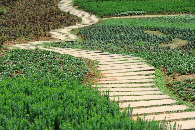 Zigzag Stone path