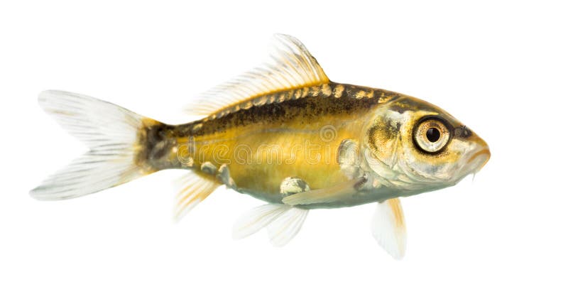 Zijaanzicht van een gele koi royalty-vrije stock foto Zijaanzicht van een gele koi royalty-vrije stock foto