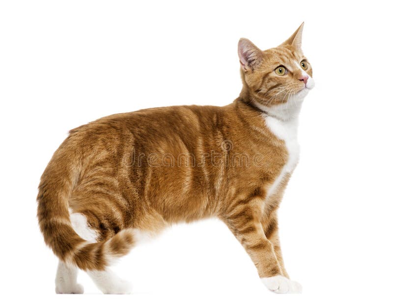 zijaanzicht van een kat die van het Gember mengen-ras bevinden die, op whit wordt geïsoleerd royalty-vrije stock afbeelding zijaanzicht van een kat die van het Gember mengen-ras bevinden die, op whit wordt geïsoleerd royalty-vrije stock afbeelding
