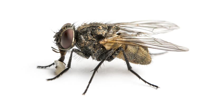 Side view of a dirty Common housefly with larva, Musca domestica, isolated on white. Side view of a dirty Common housefly with larva, Musca domestica, isolated on white