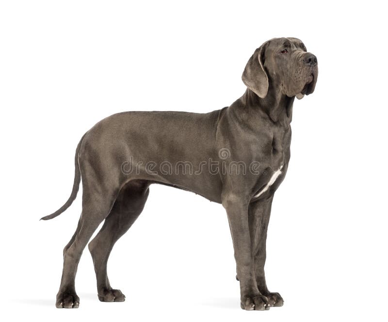 Zijaanzicht van Great dane, 10 maanden oud, voor witte rug stock afbeeldingen Zijaanzicht van Great dane, 10 maanden oud, voor witte rug stock afbeeldingen