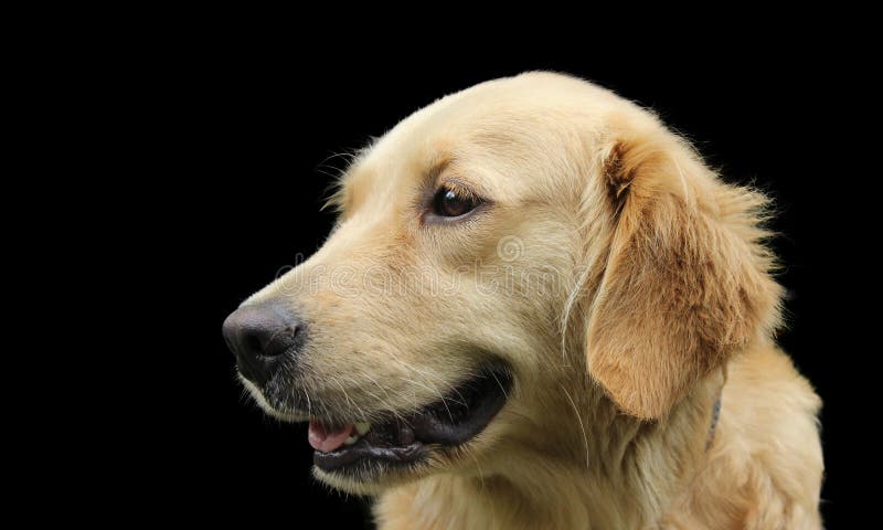 Hond Van Het Portret De Gelukkige Golden Retriever Over