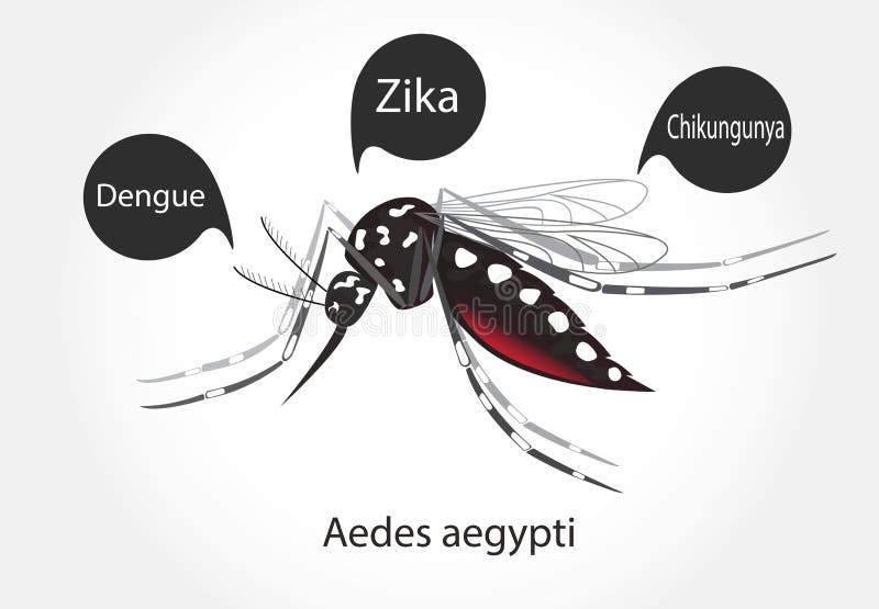 Aedes aegypti mosquito vector. Dengue Zica Chikungunya. Aedes aegypti mosquito vector. Dengue Zica Chikungunya