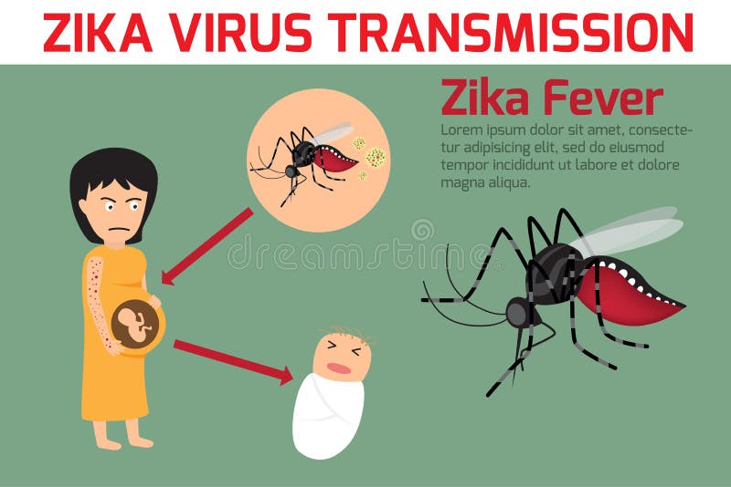 Zika Virus Elements, Transmission Zika Fever Element Vector Stock