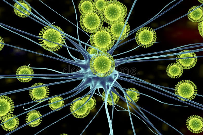 Zika virus som smittar hjärnceller vektor illustrationer Zika virus som smittar hjärnceller vektor illustrationer