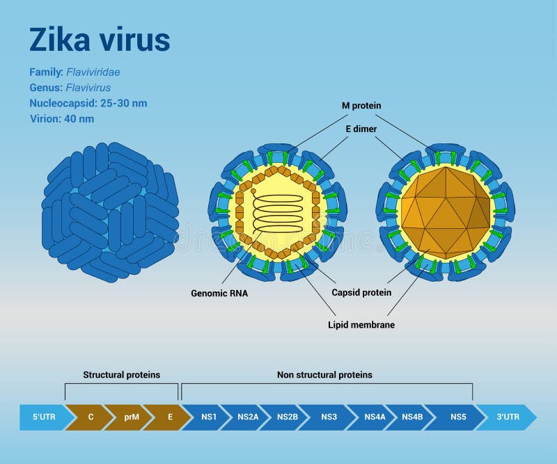 Zika-Virusstruktur. Die Struktur von Zika-Virus virion Partikel und von Genom, infographic Schablone
