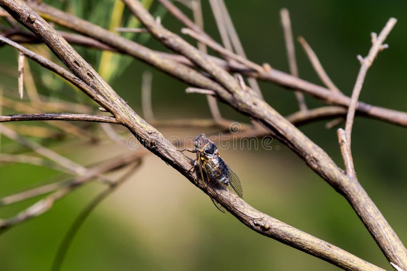 Zikade Tibicen haematodes auf einem Baumast stockfotografie Zikade Tibicen haematodes auf einem Baumast stockfotografie