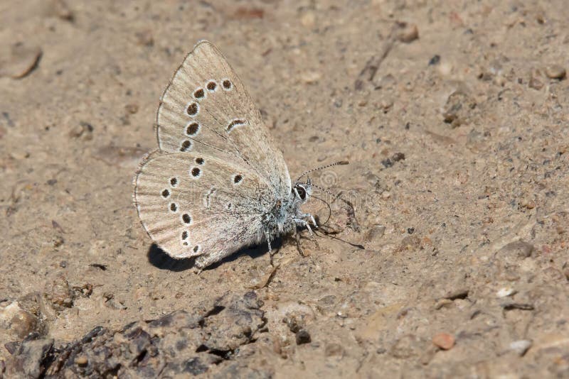 Zilverachtige Blauwe Vlinder - Glaucopsyche-lygdamus stock foto Zilverachtige Blauwe Vlinder - Glaucopsyche-lygdamus stock foto