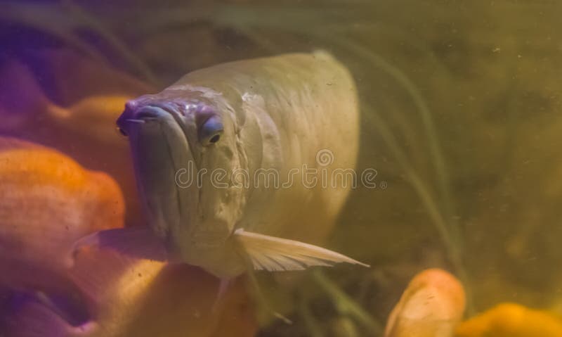 Zilveren arowana, een populair sieraquariumhuisdier, tropische vissen van het bassin van Amazonië van Amerika stock afbeelding Zilveren arowana, een populair sieraquariumhuisdier, tropische vissen van het bassin van Amazonië van Amerika stock afbeelding