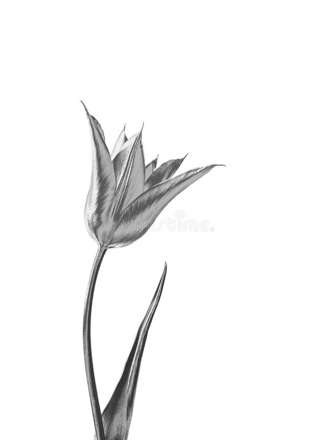 Zilveren bloem stock illustratie