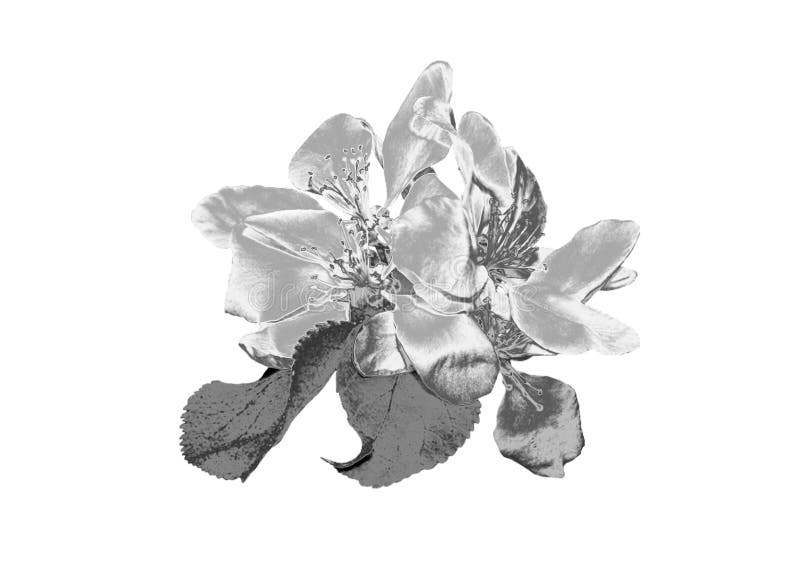 Zilveren Bloem stock afbeeldingen