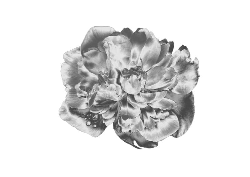 Zilveren Bloem royalty-vrije stock afbeeldingen