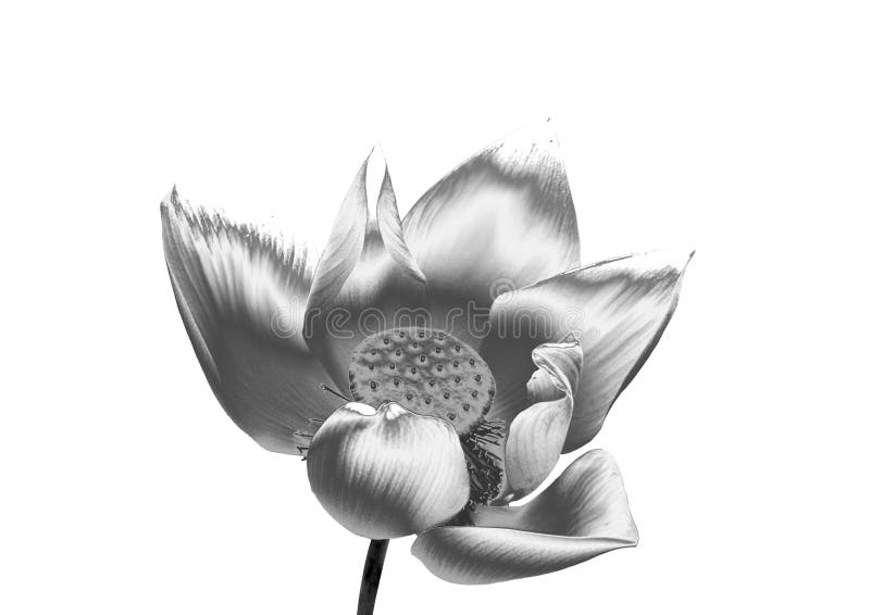 Zilveren Bloem royalty-vrije stock afbeeldingen