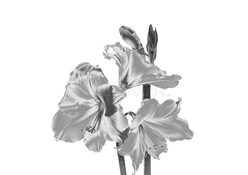 Zilveren Bloem royalty-vrije stock foto's