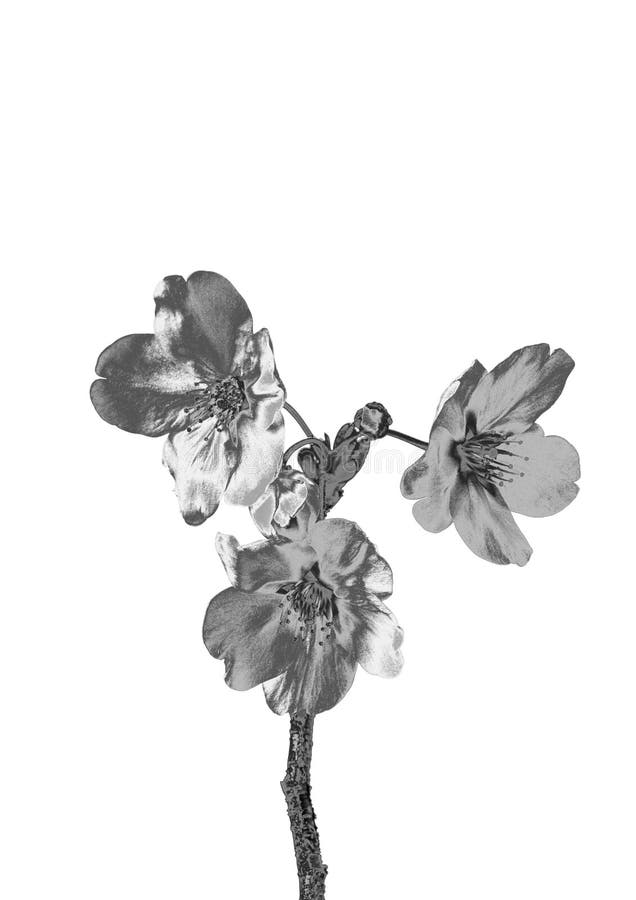 Zilveren Bloem stock afbeelding