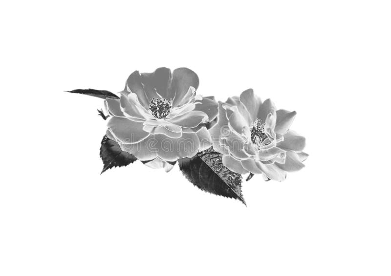 Zilveren Bloem royalty-vrije stock foto's