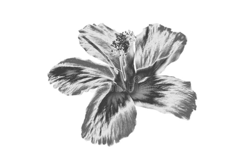 Zilveren Bloem stock fotografie