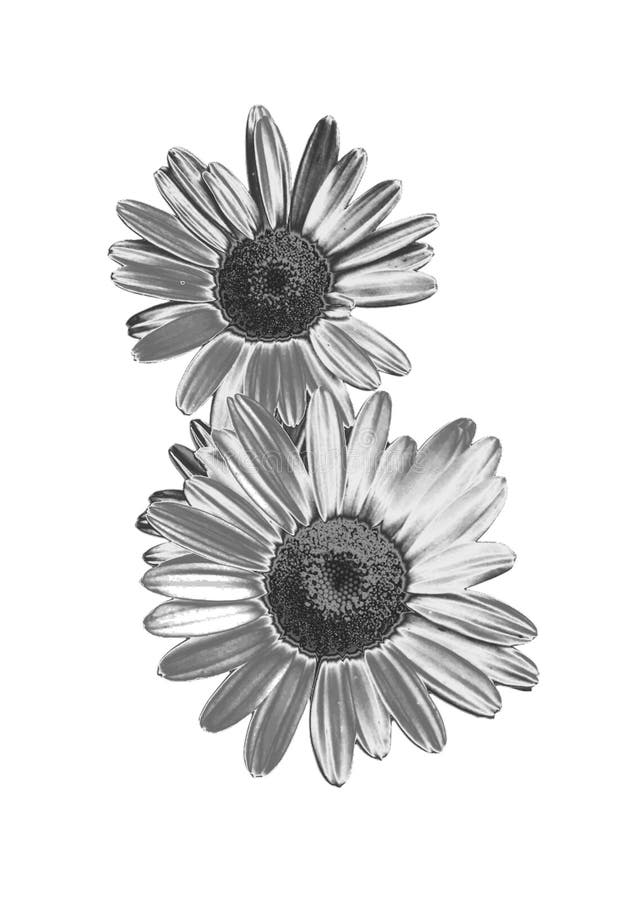 Zilveren bloem royalty-vrije stock foto