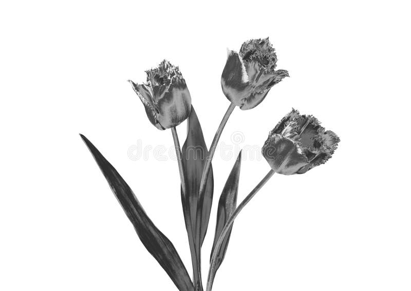 Zilveren Bloem royalty-vrije stock afbeelding