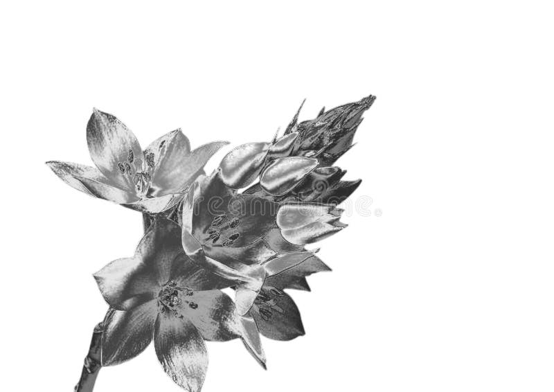 Zilveren Bloem stock afbeeldingen