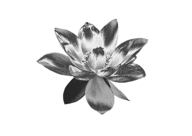 Zilveren Bloem royalty-vrije stock foto's