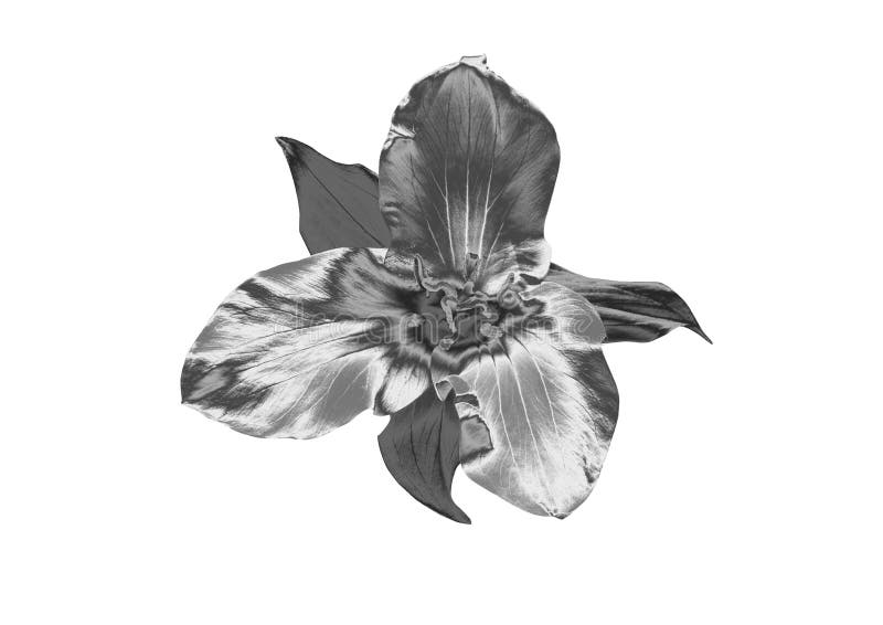 Zilveren Bloem stock illustratie