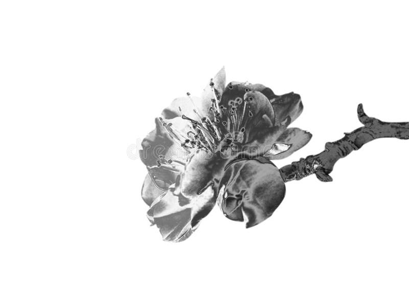 Zilveren Bloem stock fotografie