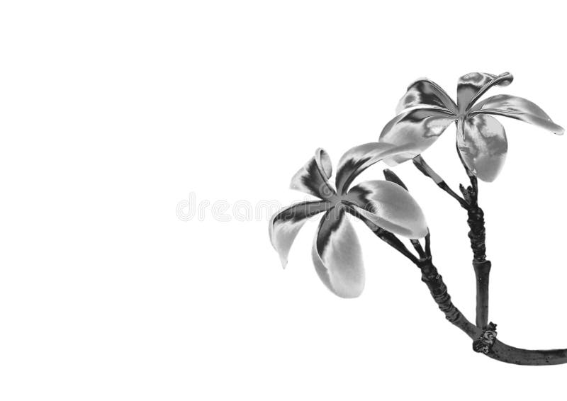 Zilveren bloem royalty-vrije stock foto