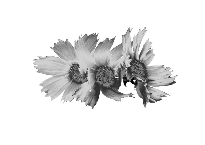 Zilveren Bloem royalty-vrije stock fotografie