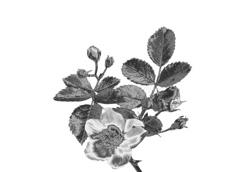 Zilveren Bloem royalty-vrije stock foto's