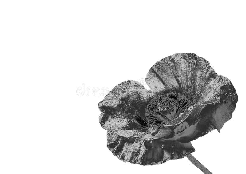 Zilveren Bloem royalty-vrije stock fotografie