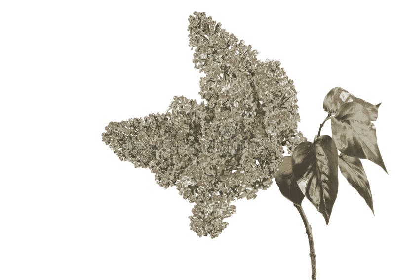 Zilveren Bloem royalty-vrije stock afbeelding