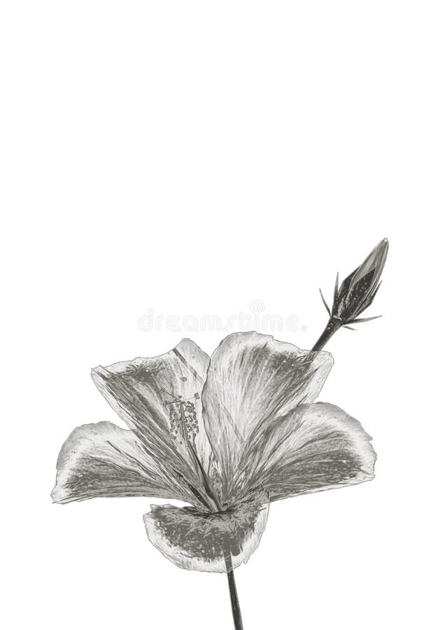 Zilveren bloem royalty-vrije illustratie