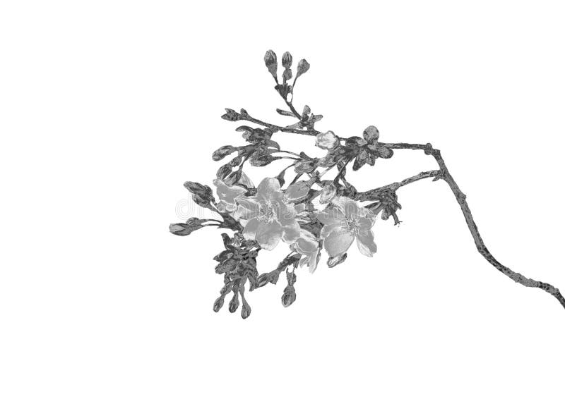 Zilveren Bloem stock afbeeldingen