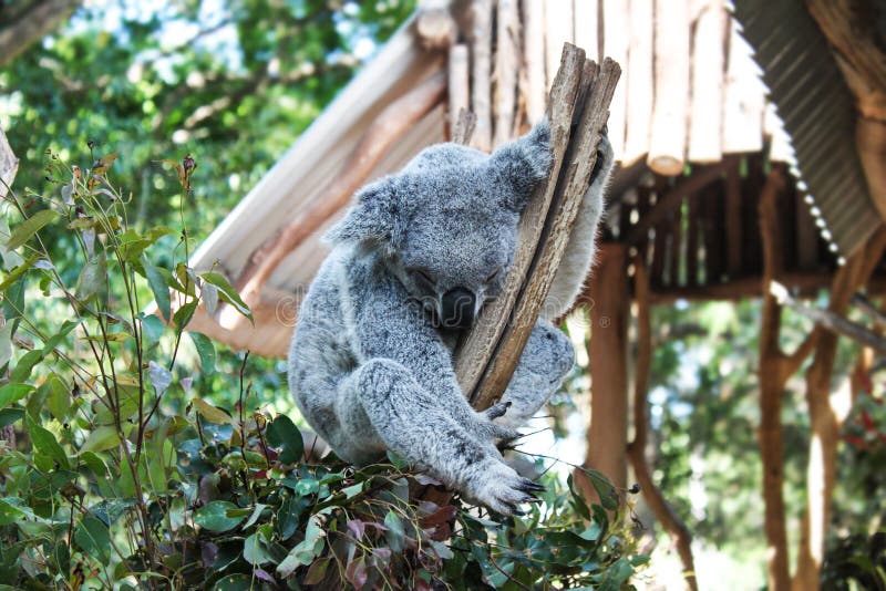 Zilveren die koalaholding op tak door eucalyptusbladeren wordt omringd met bokehachtergrond royalty-vrije stock foto's Zilveren die koalaholding op tak door eucalyptusbladeren wordt omringd met bokehachtergrond royalty-vrije stock foto's