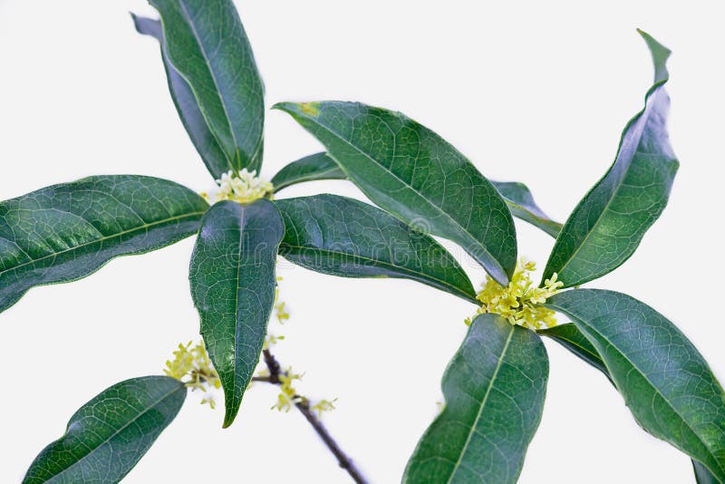Zilveren geurige osmanthus stock fotografie Zilveren geurige osmanthus stock fotografie