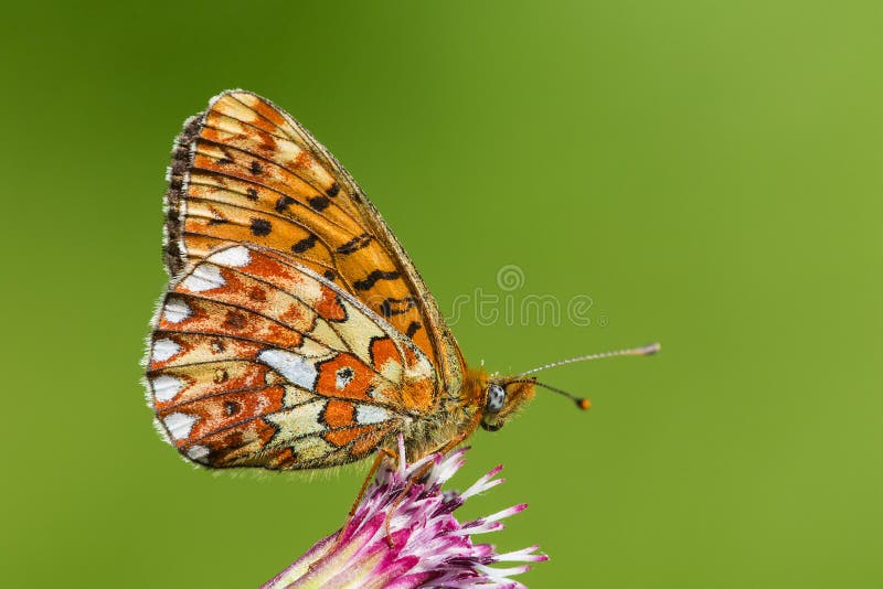 Zilvervlek, Graniczący Fritillary, Boloria euphrosyne zdjęcie stock Zilvervlek, Graniczący Fritillary, Boloria euphrosyne zdjęcie stock