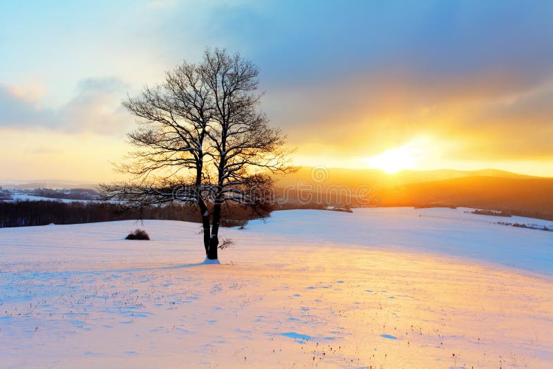 Zima krajobraz w śnieżnej naturze z słońcem i drzewem fotografia stock