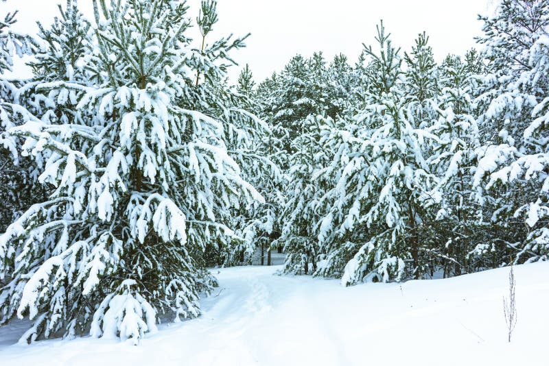 Zima las w? niegu. Whitened Fir Trees with Fresh Snow, Lovely Winter Scenery, Majestic White Spruces Glowing by Sunlight, Wintry Scene, Winter Snow-Covered Trees in the Ural Mountains, Winter Landscape