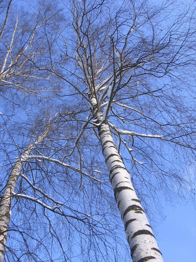 Zima obrazki: Śnieg zakrywający drzewo - Akcyjne fotografie fotografia stock Zima obrazki: Śnieg zakrywający drzewo - Akcyjne fotografie fotografia stock